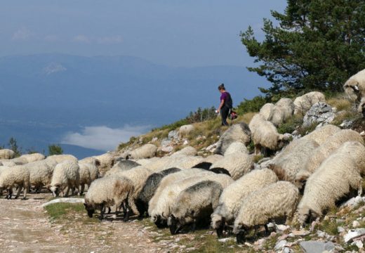 Pastiri ne mare za brucelozu