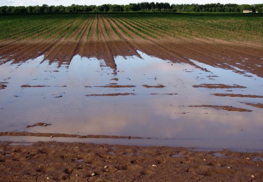 Kiša ugrozila usjeve, voće i povrće u BiH, sve će kasniti najmanje mjesec dana