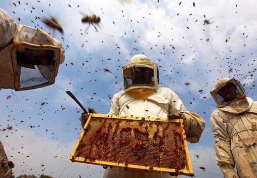 Podsticaji jačaju pčelarstvo