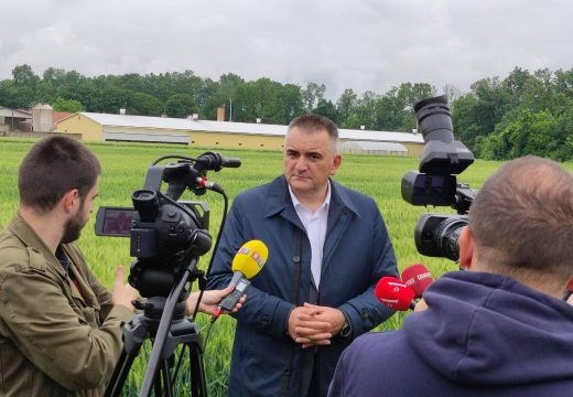 Minić: Očekuje se ovogodišnji rod pšenice nešto slabiji u odnosu na prošlogodišnji