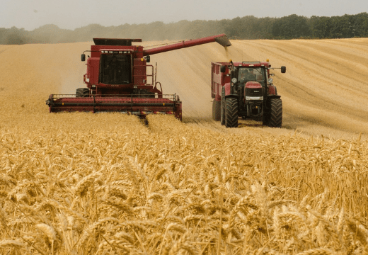 Dok domaća pšenica stoji u silosima Bosna i Hercegovina masovno okrenuta uvozu