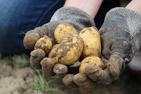 Loše prognoze za krompir – neće ga biti na tržištu, cijene rastu