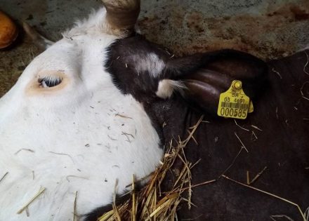 Grad Prijedor će obezbjediti pomoć porodici: Od strujnog udara farmeru stradalo 7 krava