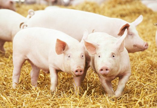 Semberski farmeri prijavljuju masovna uginuća svinja