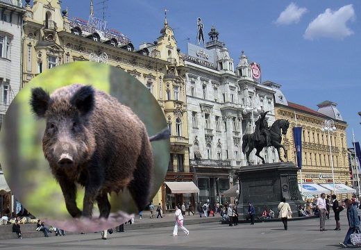 Životinje se ne plaše: U više dijelova Zagreba viđene divlje svinje