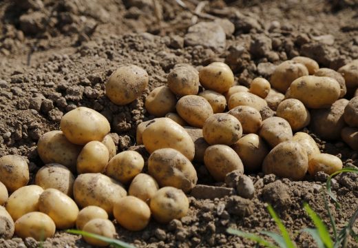 Kiša i bolest desetkovale prinos krompira u Bosni i Hercegovini