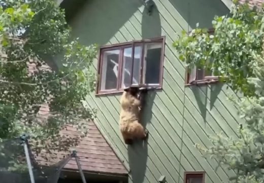 Medvjed se popeo na kuću, ušao kroz prozor i pojeo krmenadle (VIDEO)