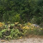 Pobacane banane u Širokom Brijegu: Jesu li ovo one u kojima je pronađen kokain