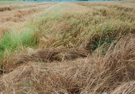 Grad Bijeljina: Komisija za procjenu šteta u poljoprivredi počela sa radom