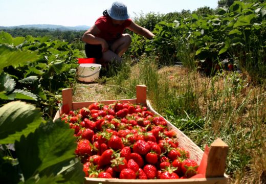 Klimatske promjene “došle glave” slatinskim jagodama