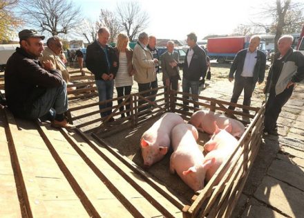 Afrička svinjska kuga zatvara sve stočne pijace u Srpskoj