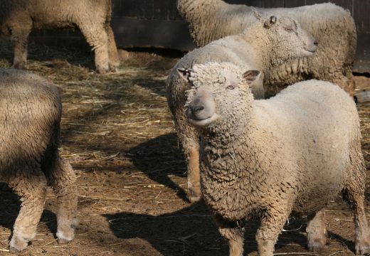 UIO hitno prodaje ovce