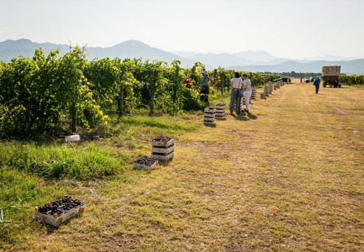 U Srpskoj sve izraženiji problem nedostatka radne snage, poljoprivrednici na velikim mukama