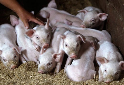 Farmeri traže nadoknadu po tržišnim cijenama