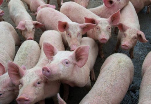 Neophodno više sredstava za borbu protiv afričke kuge svinja
