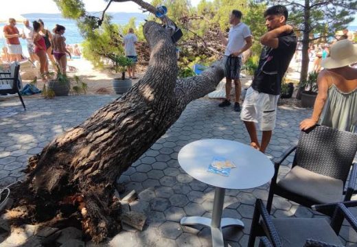 Stablo palo na krcatu plažu u Baškoj Vodi kod Makarske (Foto)