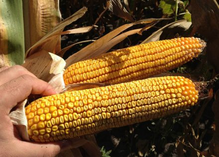 Poljoprivrednici ne pamte lošiju godinu: Ima li nade za kukuruz?