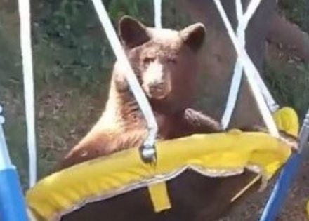Medvjed dolazi u dvorište kuće samo da bi se ljuljao (Video)