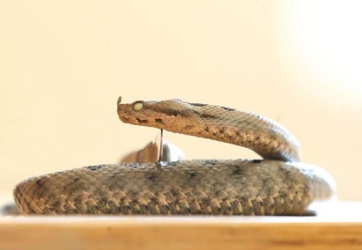 U domovima zdravlja dovoljne količine seruma protiv zmijskog otrova