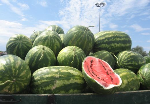 Prepolovljen rod u Semberiji: Čije lubenice jedemo?