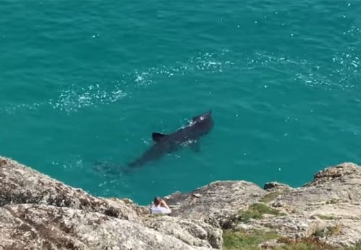 Herceg Novi: Ajkula plivala uz samu obalu, turisti zanijemili od straha