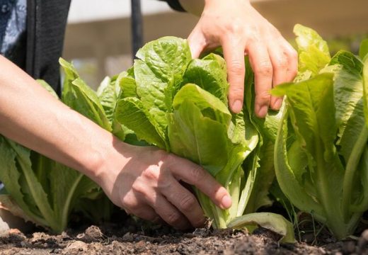 Agro savjeti: Ovih sedam salata se siju u kasno ljeto