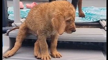 Rotvajler odlučio psiću ”pomoći” da skoči u bazen
