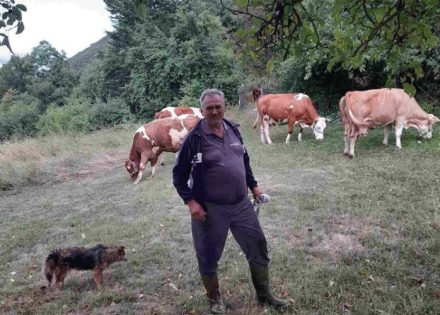 Domaćin iz Drvara pomoću Gugla locira krave poslije ispaše