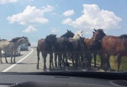 Šipovljanin usmrtio divljeg konja