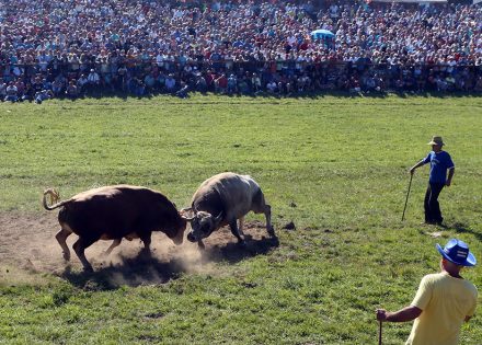 Sve se mijenja, samo su narod, bikovi i političari vječiti (FOTO)