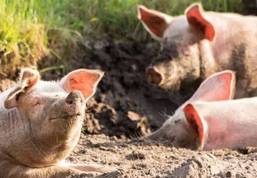 Užas iz Bijeljine: Eutanazirane svinje bacaju u jame sa živima VIDEO
