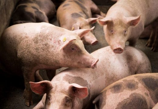 U Semberiji i Majevici ubijeno 30.000 svinja zbog afričke kuge