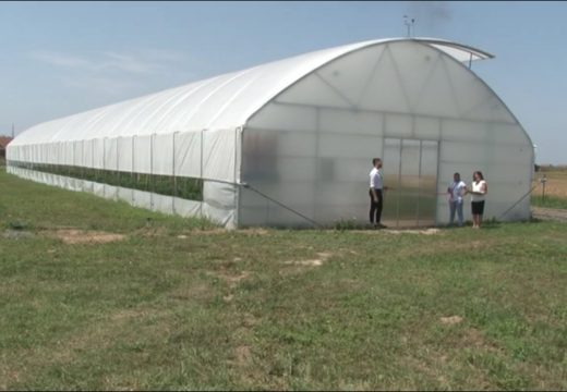 “Agroplan”: Romi u plastenicima uzgajaju organsko voće i povrće