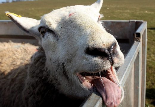 Ovce upale u staklenik i pojele 300 kilograma marihuane