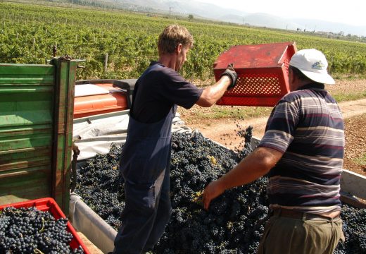 Kreće berba vinskih sorta grožđa