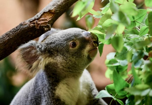 Koala krijući jela sadnice eukaliptusa: Napravila štetu veću od 3.000 evra