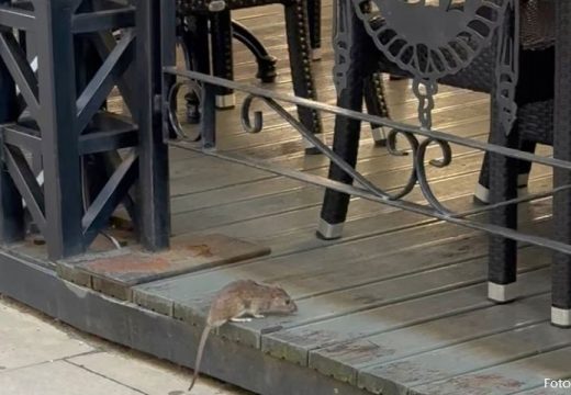 Imamo našeg Džerija: Krupan miš našao se u bašti kafića
