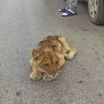 Lav u Subotici?! Ljudi u nevjerici gledali u “kralja životinja” (Foto)
