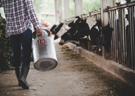 Ministarstvo poljoprivrede isplatilo preko dva miliona premije za mlijeko