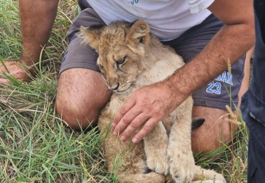 Niko ne zna kako je mali lav završio nasred puta u Subotici (Video, Foto)