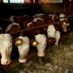 Proizvodnja mlijeka u Srpskoj u padu