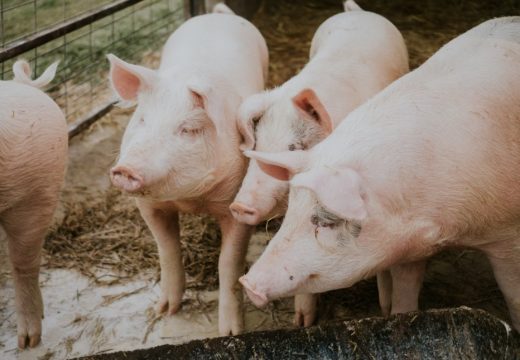 Smanjeni fond zbog svinjske kuge podiže cijenu prasića