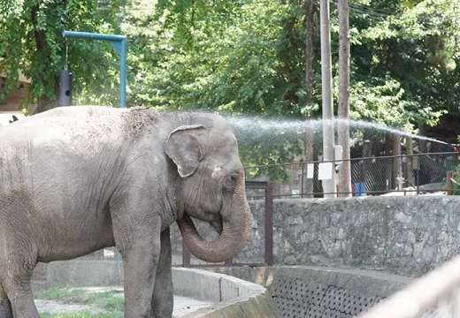 Uginula slonica Tvigi, miljenica zoo-vrta