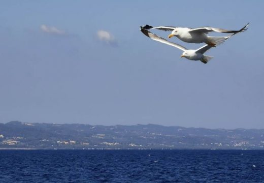 Galebovi “zatvorili” aerodrom u Veneciji