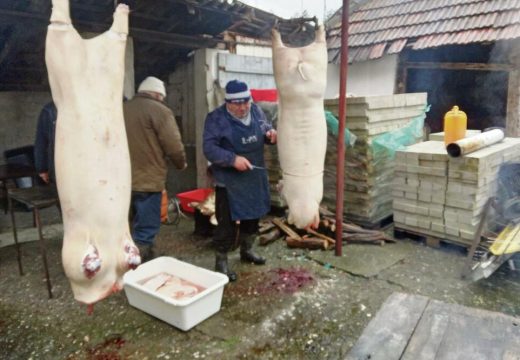 Hoće li u Srpskoj biti dovoljno svinja za svinjokolj