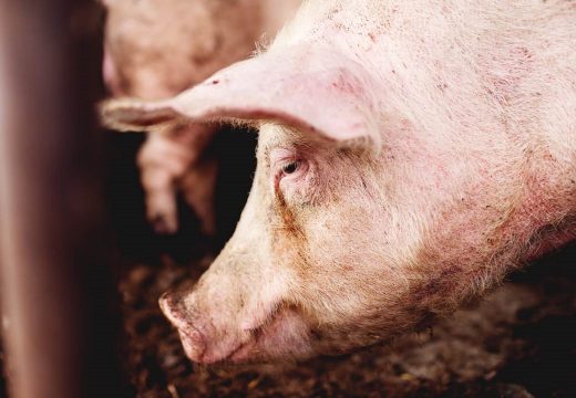 Kilogram poskupio za pola marke: Afrička kuga smanjila ponudu tovnih svinja