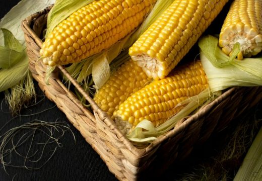 Zadovoljavajuć prinos i kvalitet kukuruza u Srpskoj