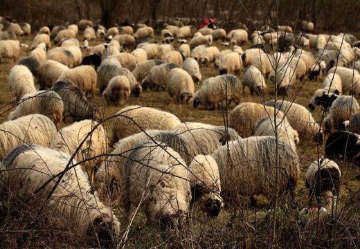 Lopovi ukrali stado ovaca sa njive