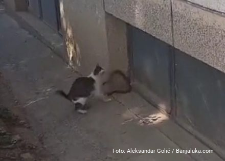Maca vs zmija: Pogledajte obračun mačke i poskoka u Banjaluci (Video)