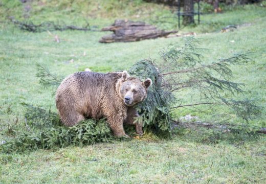 Mještani sarajevskog naselja u blizini kuća tvrde da su vidjeli medvjeda, iz lovačkog društva negiraju